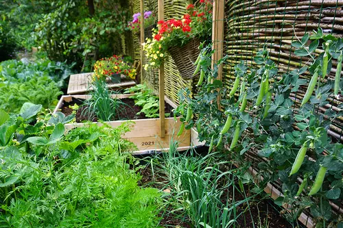 Ein Garten mit Zaun, an dem Pflanzen wachsen