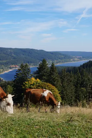 Schwarzwald-Baar Randen