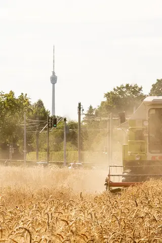 Getreide-Ernte auf den Feldern des Demeter-Hofs am Eichenhain, Stuttgart. Foto: Vinzent Weinbeer