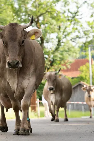 Weidegang im Allgäu