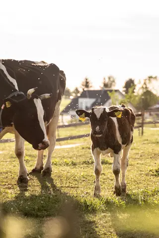 Kuh mit Kalb auf der Weide