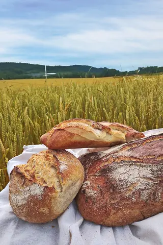 Brotlaibe vor Getreidefeld