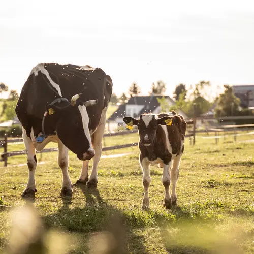 Kuh mit Kalb auf der Weide