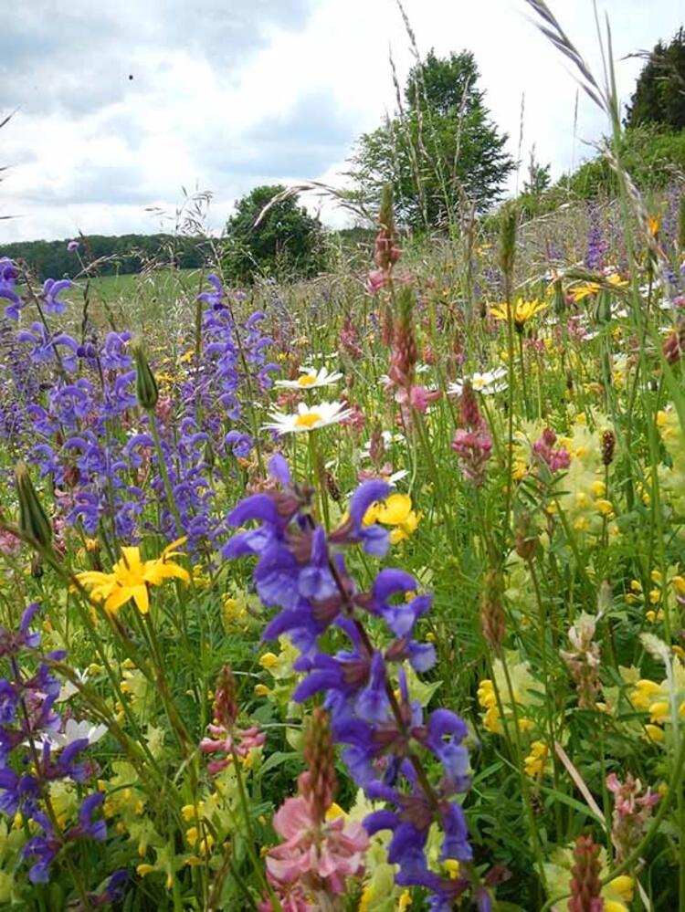 Blühende Vielfalt auf der Wiese des landwirtschaftlichen Demeter-Betriebes Dietmar Rapp