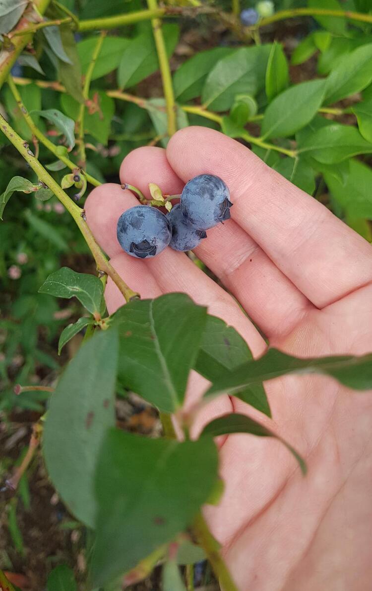 Hand hält Heidelbeeren am Strauch