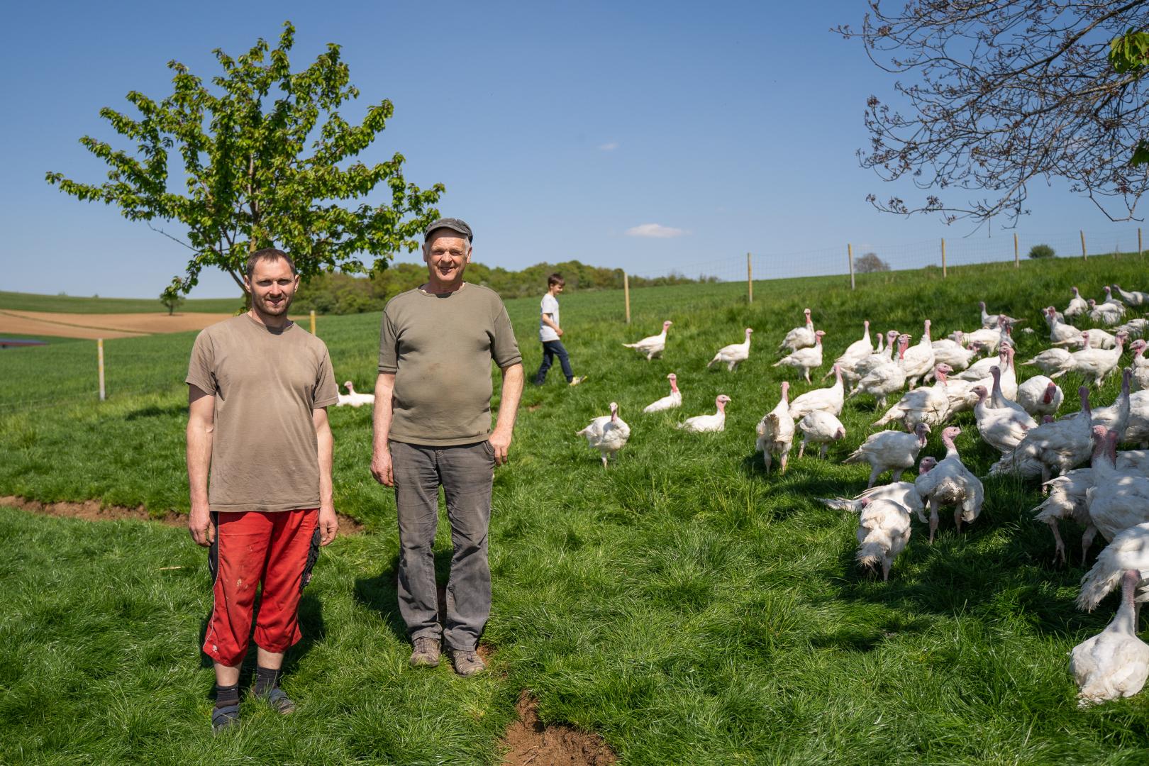 Abends kommen die Puten in den Stall und morgens auf die große Weide.