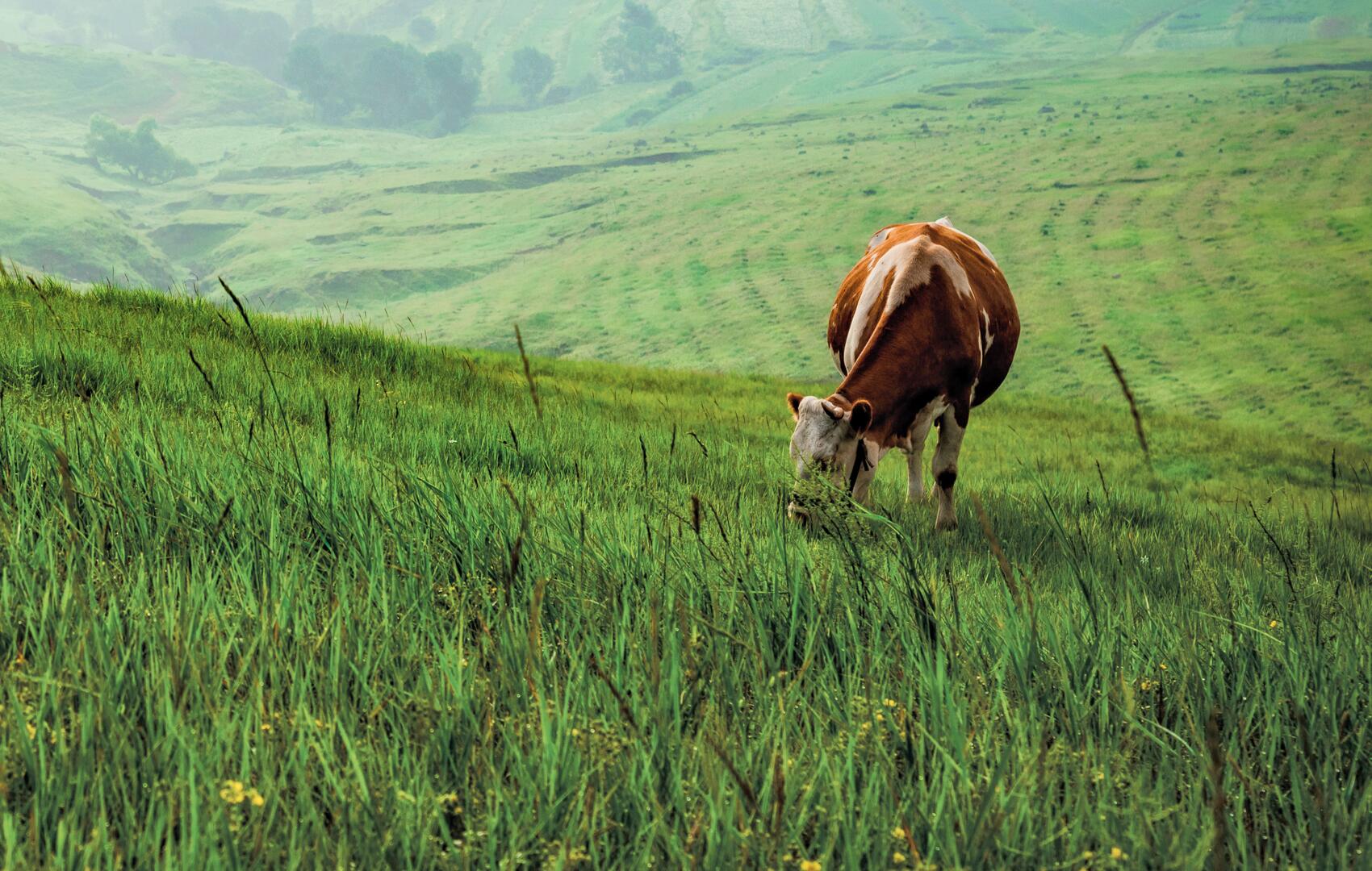 Jahresbericht Foto Kuh mit Hörnern auf der Weide
