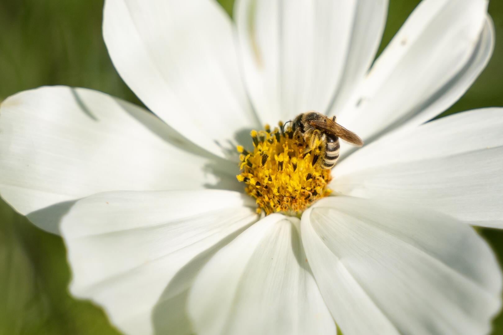 Biene an weißer Blüte, Foto Vinzent Weinbeer für Demeter Landesverband Baden-Württemberg e.V.