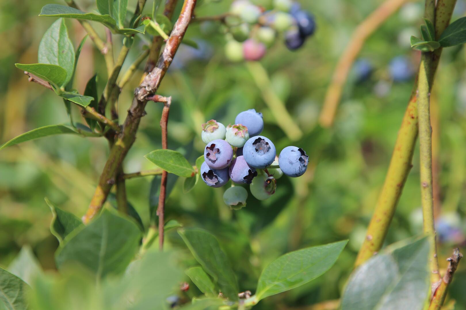 Nahaufnahme Heidelbeeren