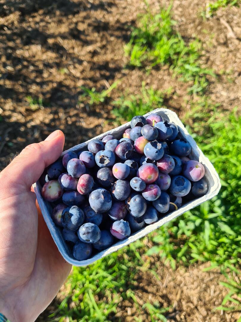 Hand hält Schale mit Heidelbeeren
