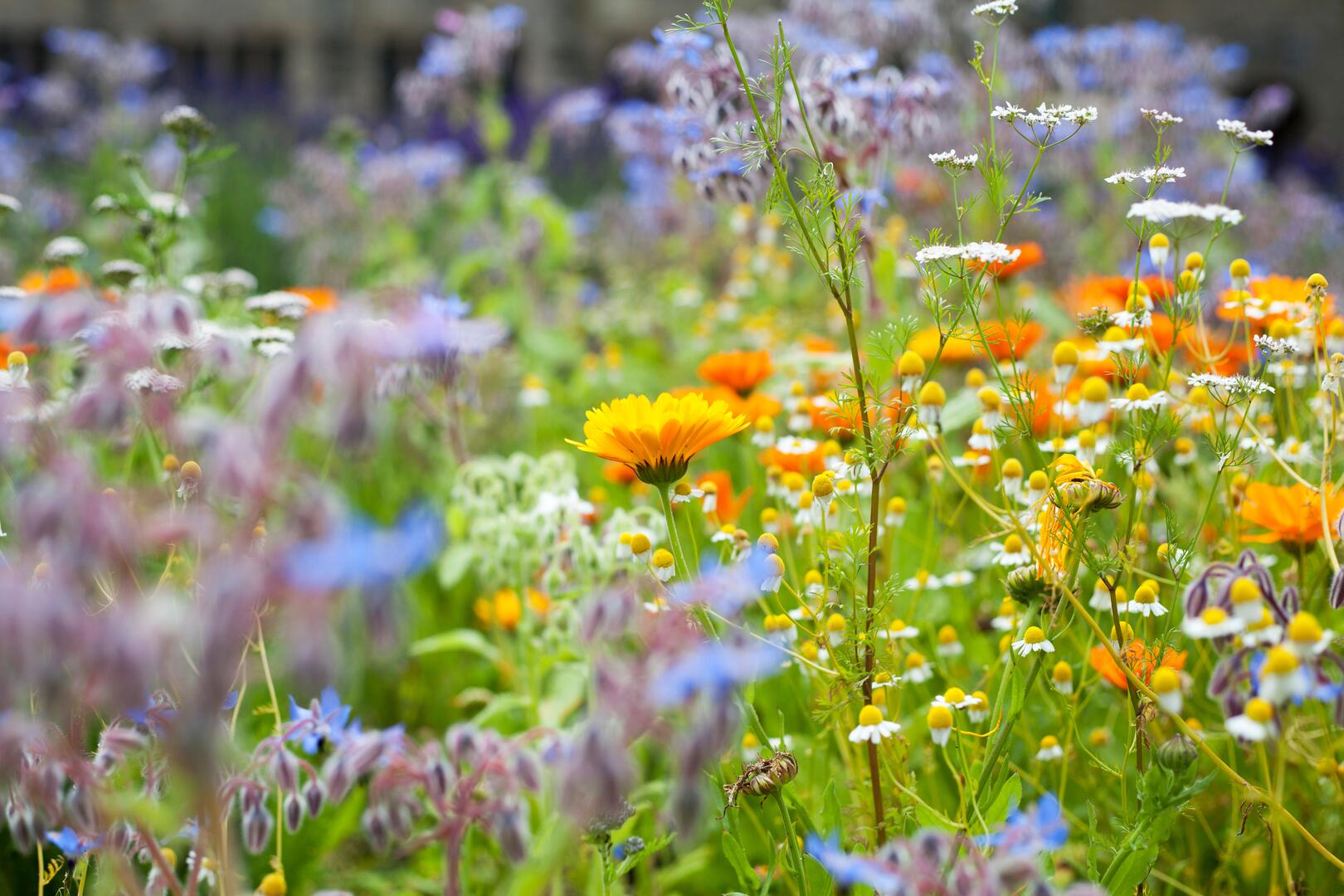 Bunte Blumenwiese