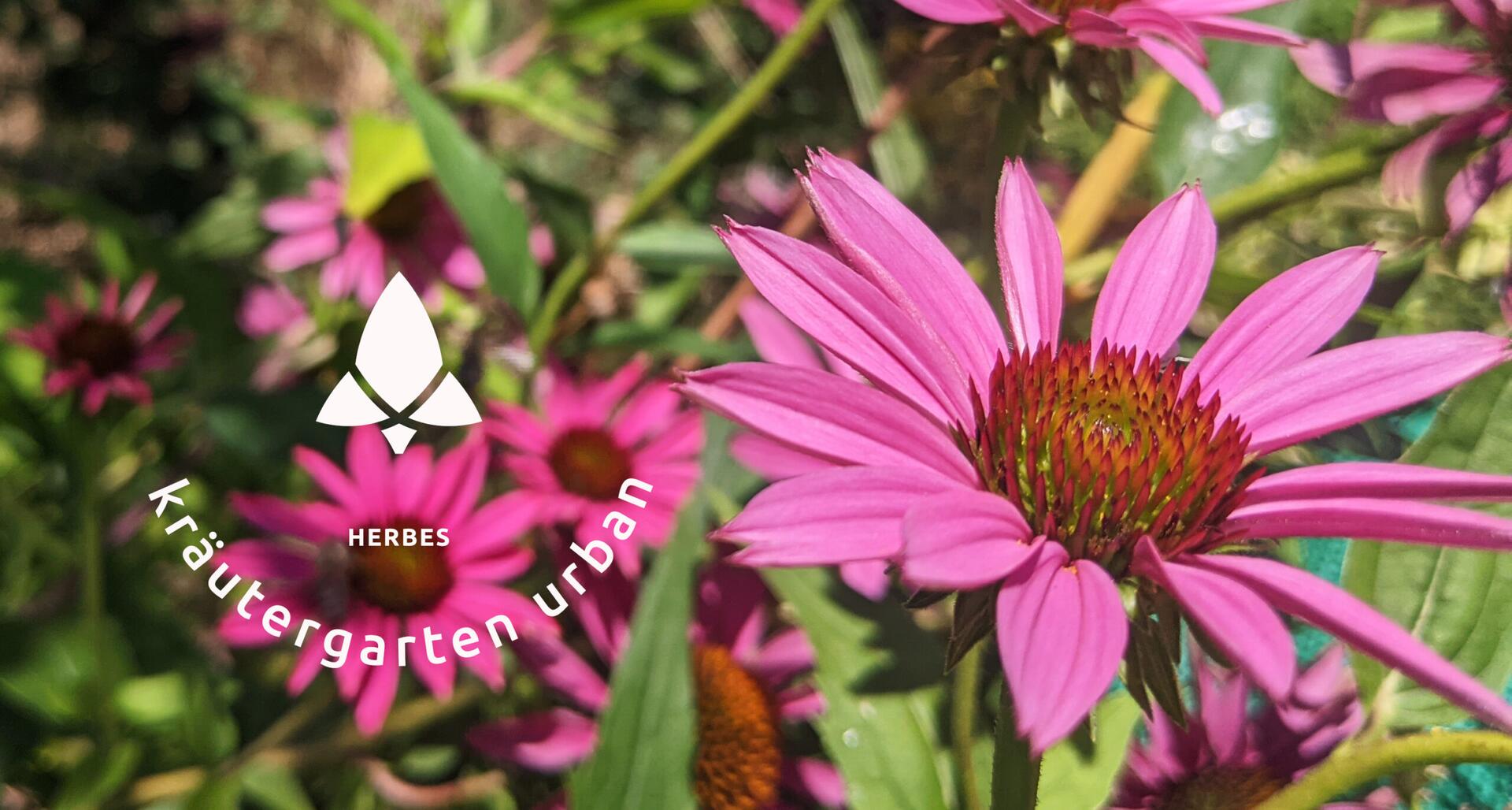 Kräutergarten Urban GbR