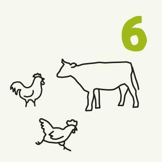 Nummer 6 Zeichnung Hühner und Kuh