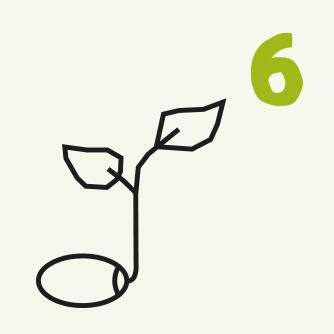 Nummer 6 Zeichnung Saatgut