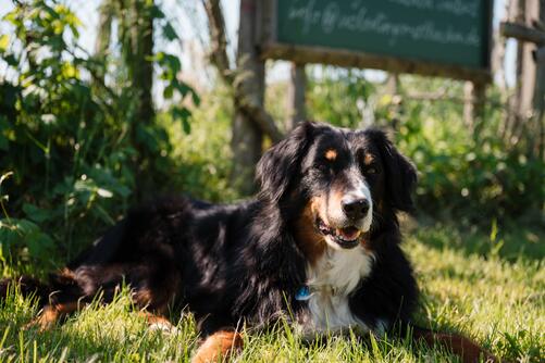 Ein Hund liegt auf der Wiese beim Weltacker