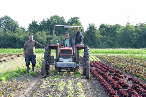 Zbi, Mario und Niko arbeiten mit dem Traktor auf dem Salatfeld