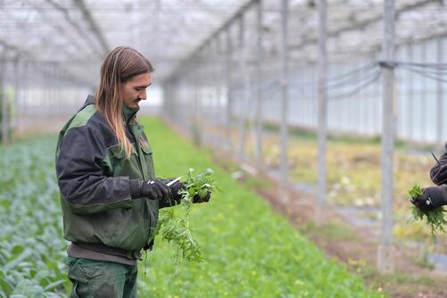 Gärtnermeister Kolia bei der Ernte von Rucola in der Gärtnerei
