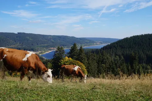 Schwarzwald-Baar Randen