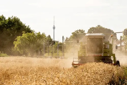 Getreide-Ernte auf den Feldern des Demeter-Hofs am Eichenhain, Stuttgart. Foto: Vinzent Weinbeer