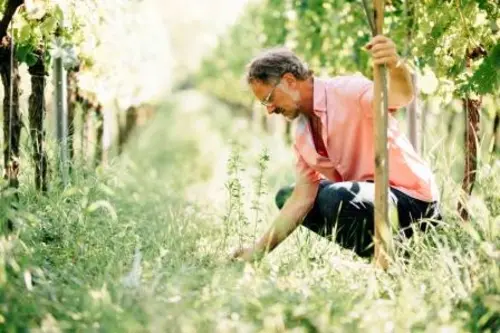 Winzer Thomas Harteneck im Weinberg zwischen den Reben