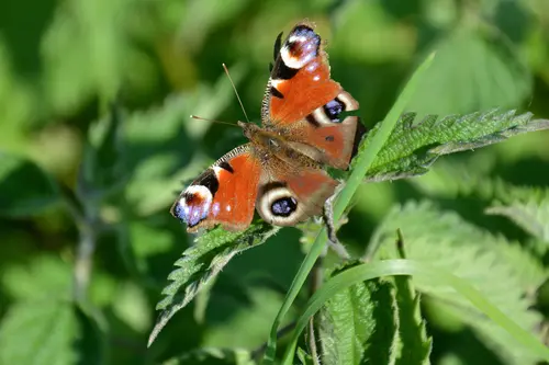 Pfauenauge Schmetterling