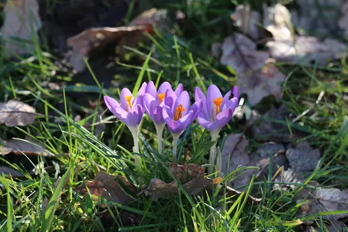 Krokusse