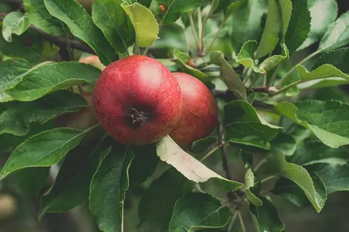 Äpfel am Baum