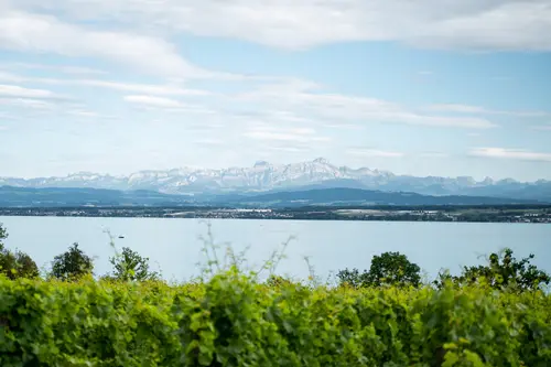 Blick auf den Bodensee mit Alpen im Hintergrund
